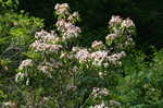 Mountain laurel